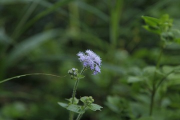清晨 小花 日月潭