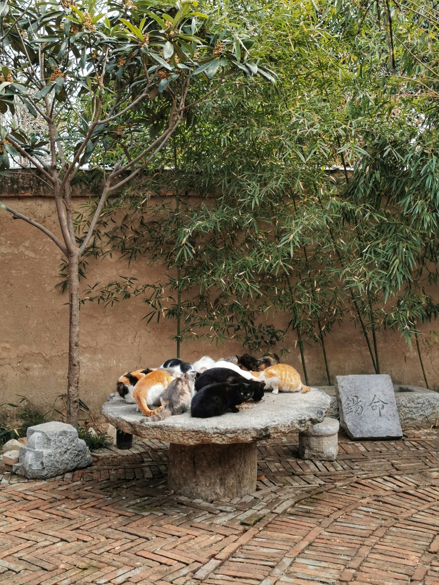 先生院子里的猫