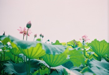 24F0DA2C-2103-468B-9A15-94A6E7657083/L0/001