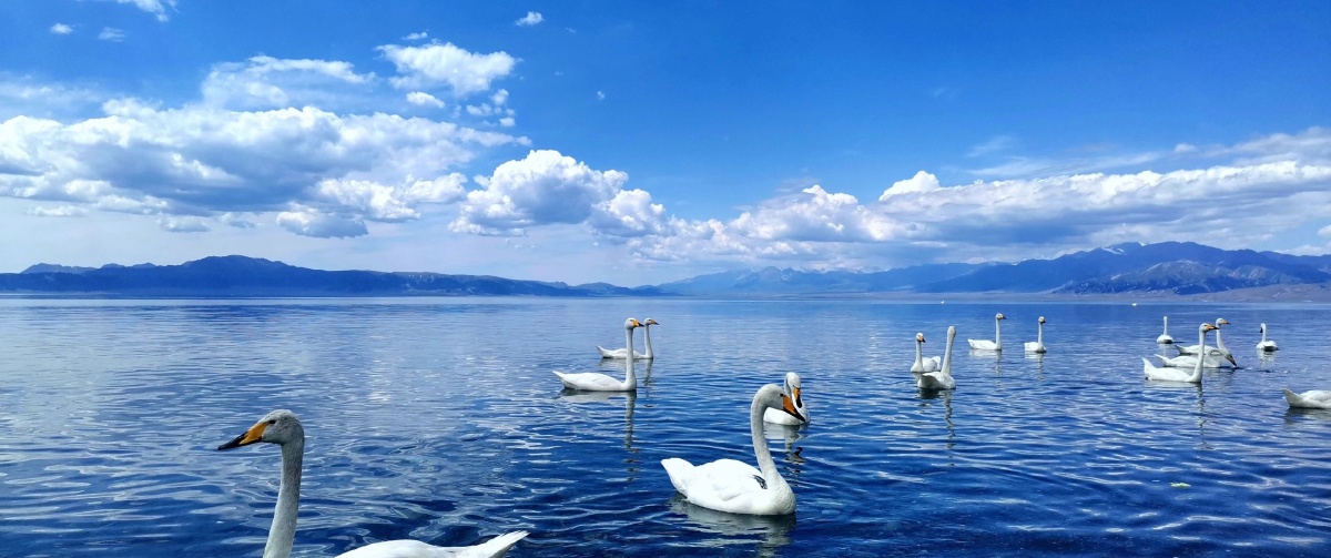赛里木湖天鹅乐园