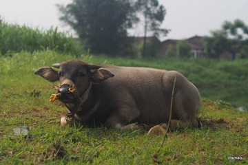 11-P5240357.JPG