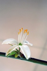 RSCN3586