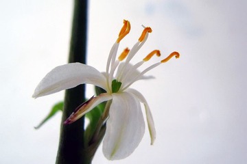 RSCN3590