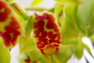RSCN3624
