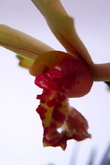 RSCN3631