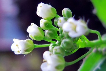 RSCN3634