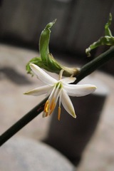 RSCN3666