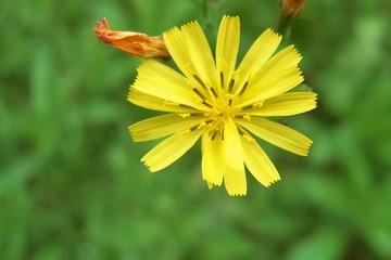 RSCN3669