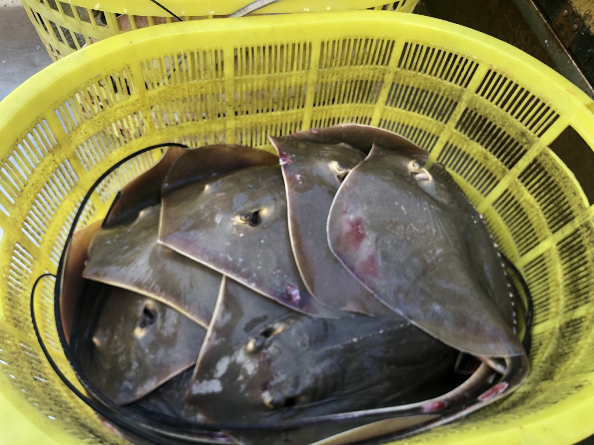 硇洲岛:也是海鲜岛/热带水果生产岛 - 有意思796 - 图虫