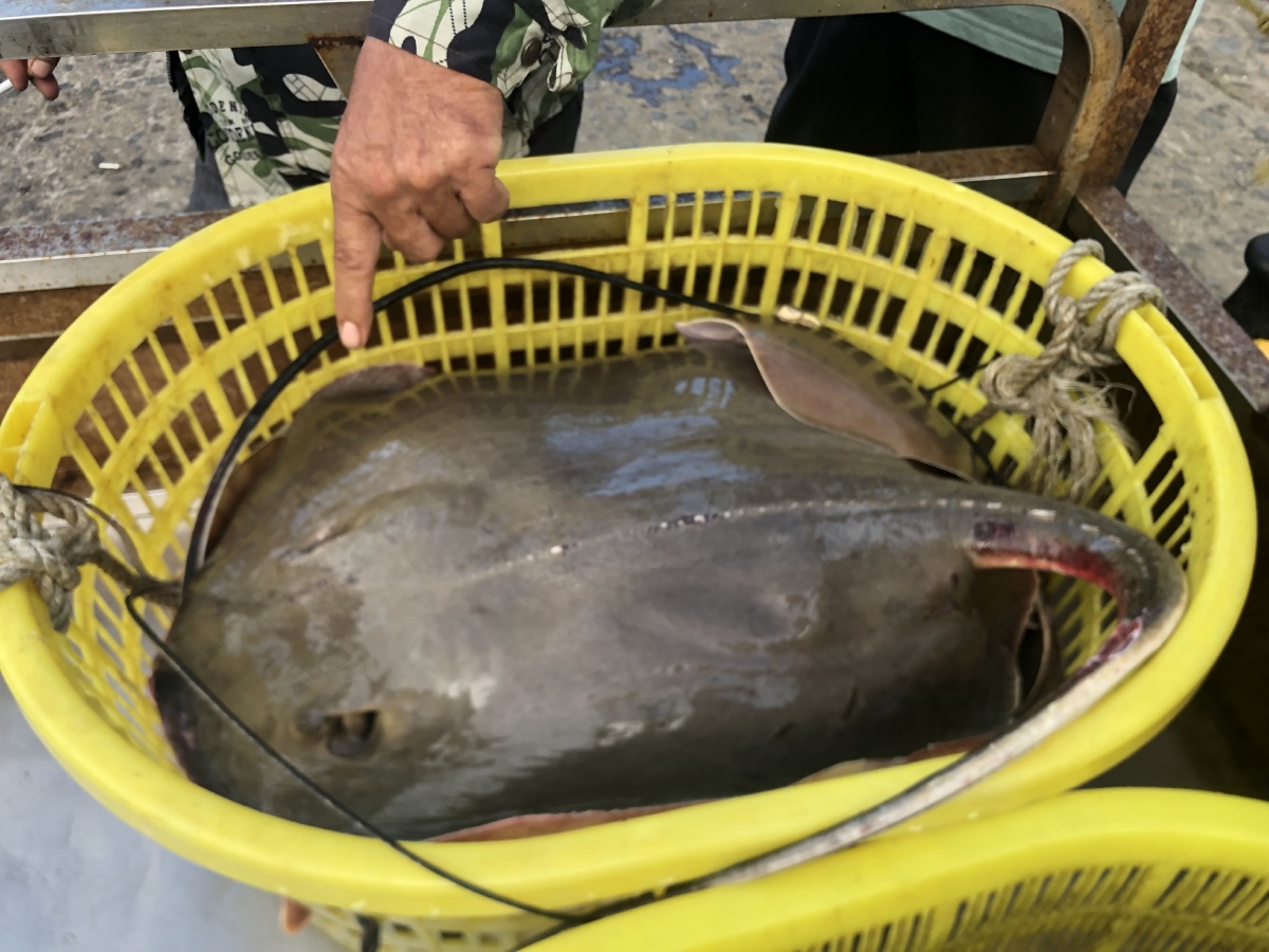 硇洲岛:也是海鲜岛/热带水果生产岛 - 有意思796 - 图虫