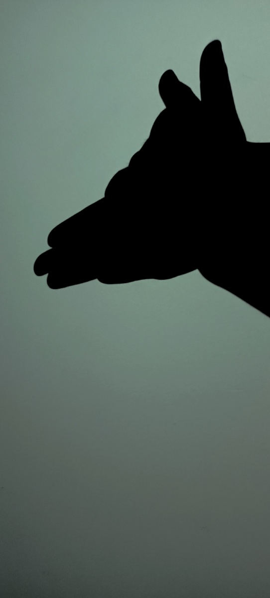 夜色撩人,夜晚确无眠!影子说,猜猜我是谁?