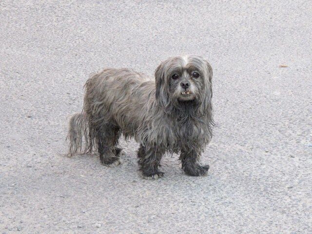 110930A——不文艺、不装逼<br />
大街上邂逅的流浪狗。看那样子很有“范”。附和一下当今流行语“不文艺、不装逼”。