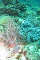 7A56BC66-61F6-473D-88B3-D68E8A6DF017/L0/001