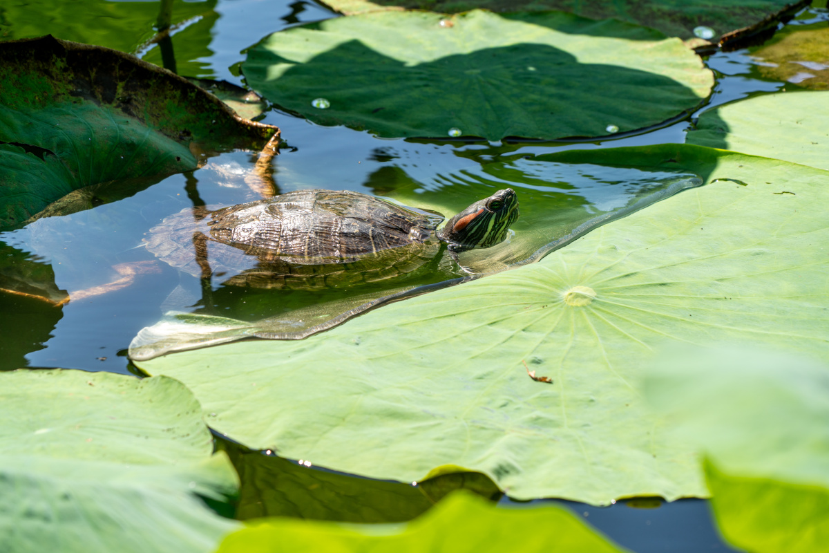 荷叶上的巴西龟
