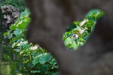 1000062494