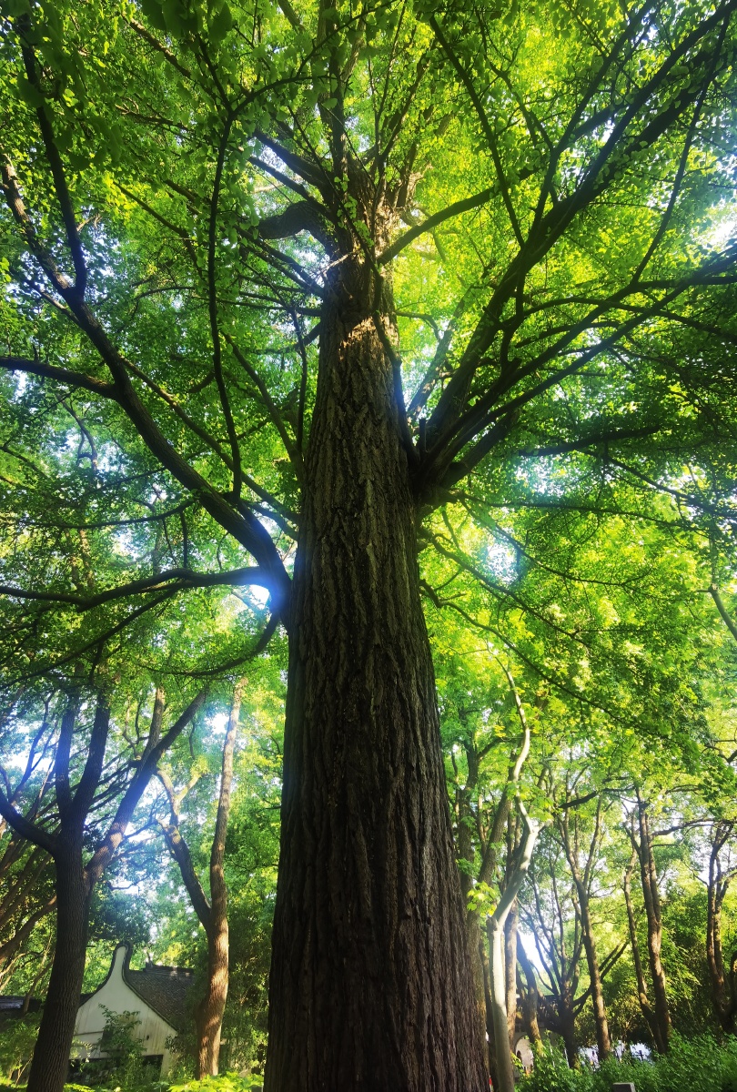 上海松江方塔公园里600年的银杏树