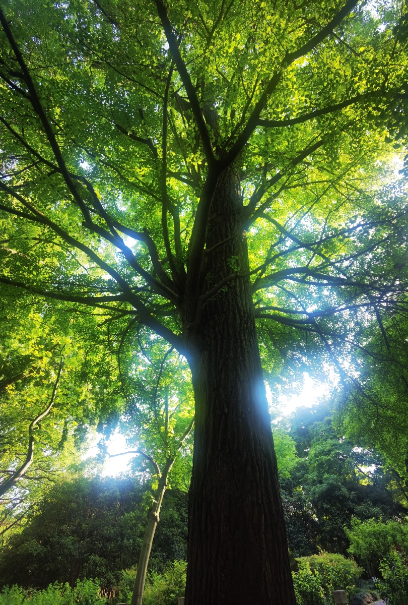 上海松江方塔公园里600年的银杏树