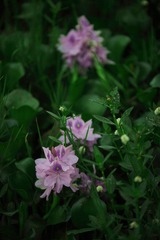 IMG_0352.jpg