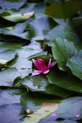 IMG_0458.jpg