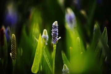 IMG_1080.jpg