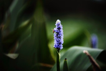 IMG_2154.JPG