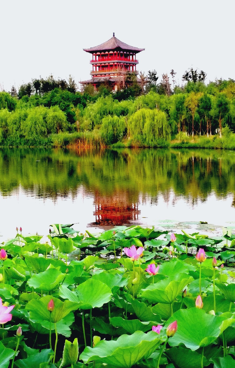 手机随拍荷开绣江美拍摄于山东济南章丘绣江河公园