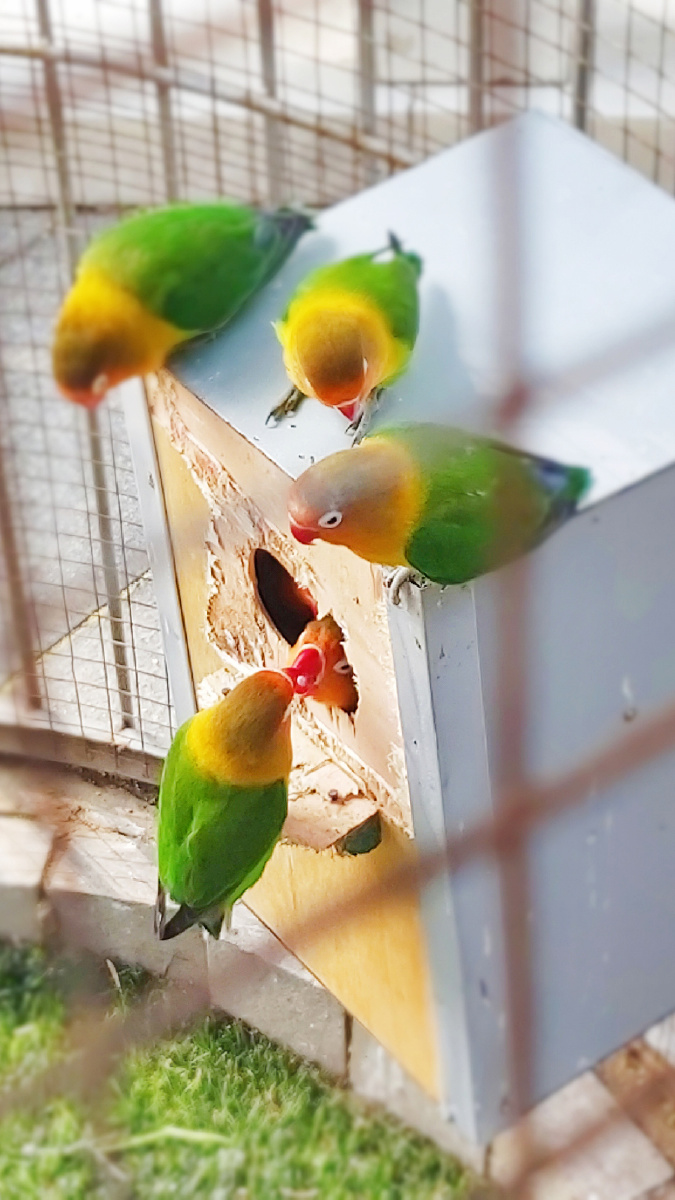 牡丹鹦鹉又称为爱情鸟