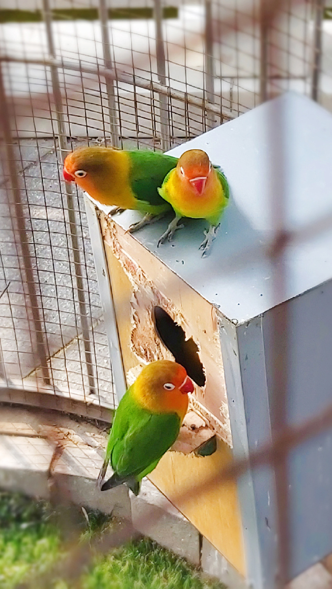 牡丹鹦鹉又称为爱情鸟