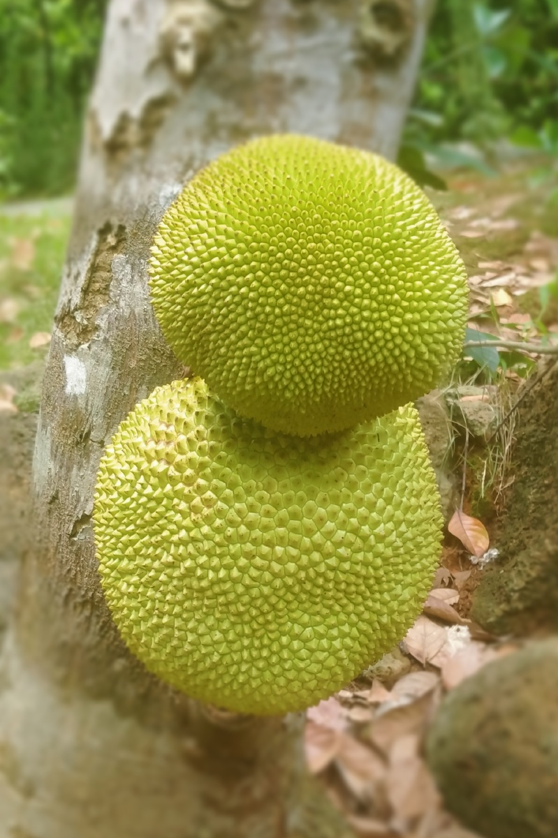 菠萝蜜,木菠萝,南方水果,清甜香味浓,被称为:热带水果皇后.