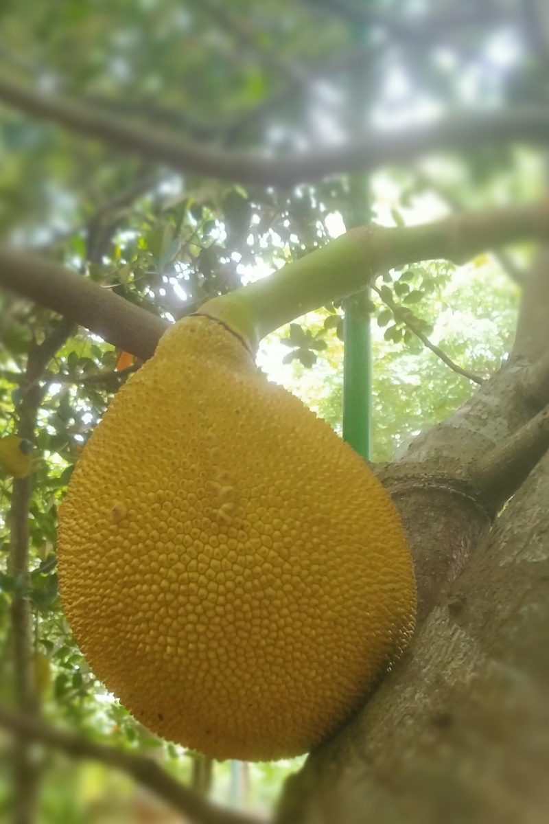 菠萝蜜,木菠萝,南方水果,清甜香味浓,被称为:热带水果皇后.