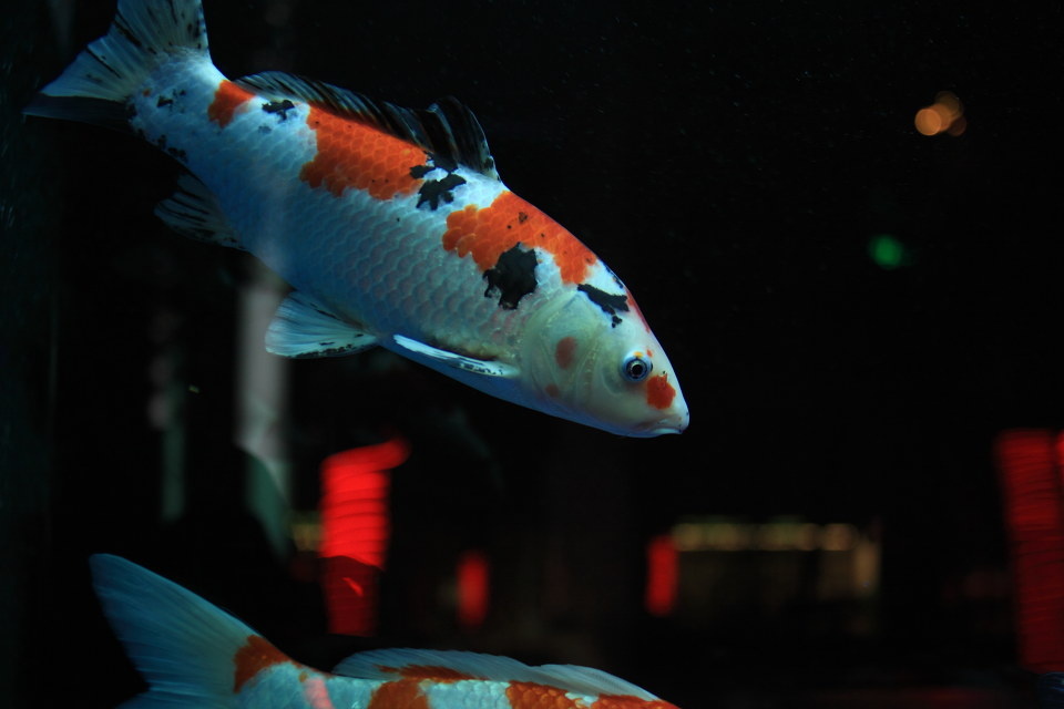 不在家看年年雷同的春晚 在蜀都大道 某处拍的锦鲤  这鱼可金贵 是