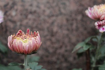 IMG_0984.JPG
