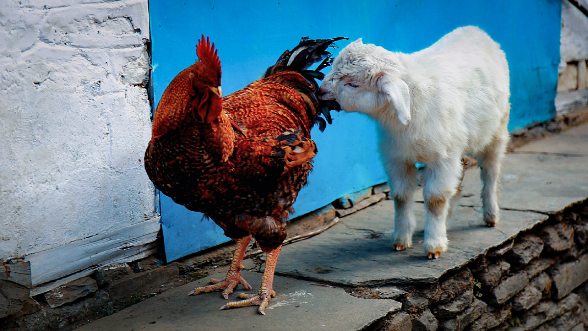 尼泊尔徒步拍到的,小羊咬大公鸡的尾巴!哈哈哈!