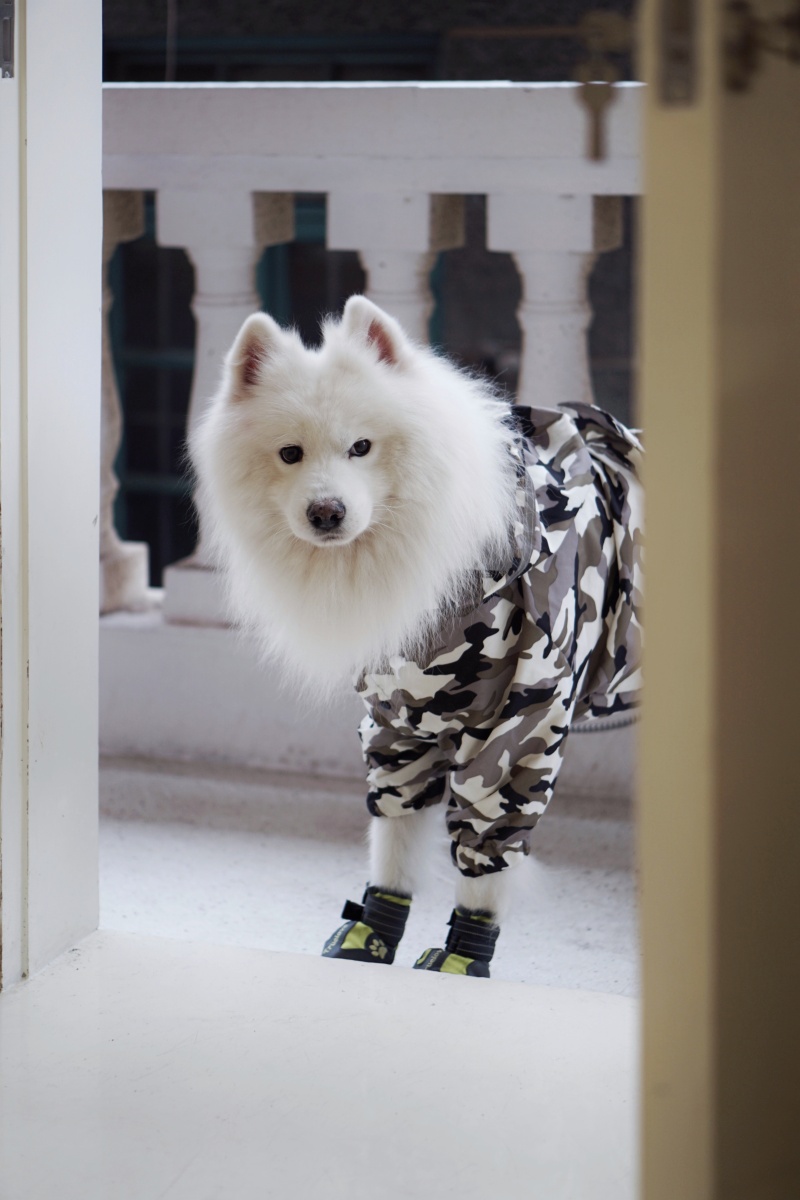 雪绒绒～ - 抹茶不甜 - 图虫