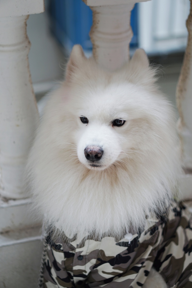 雪绒绒～ - 抹茶不甜 - 图虫