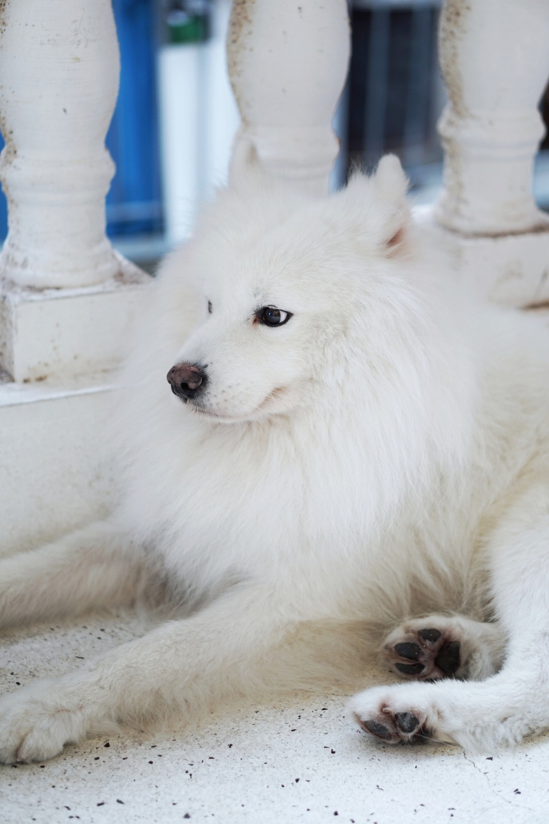 雪绒绒～ - 抹茶不甜 - 图虫