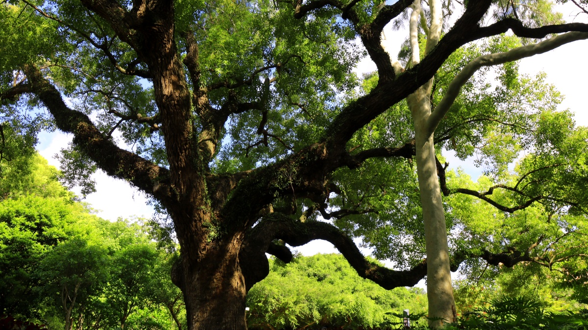 百年香樟