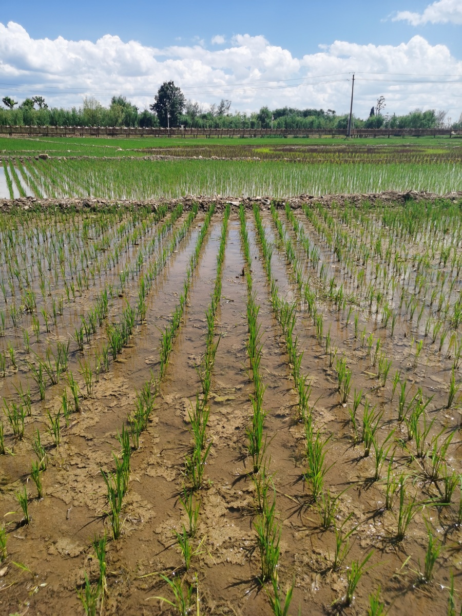 稻田里的秧苗长势喜人从远处望去像一片绿色的海洋