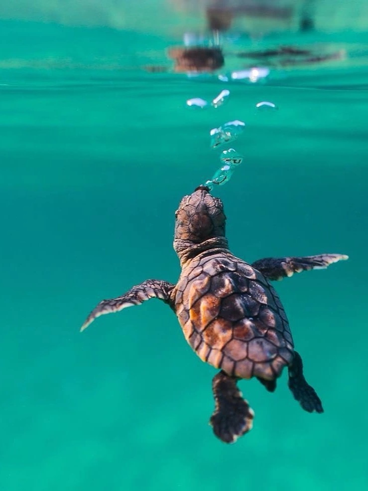 分享一只小海龟 - 蝙蝠摄影 - 图虫