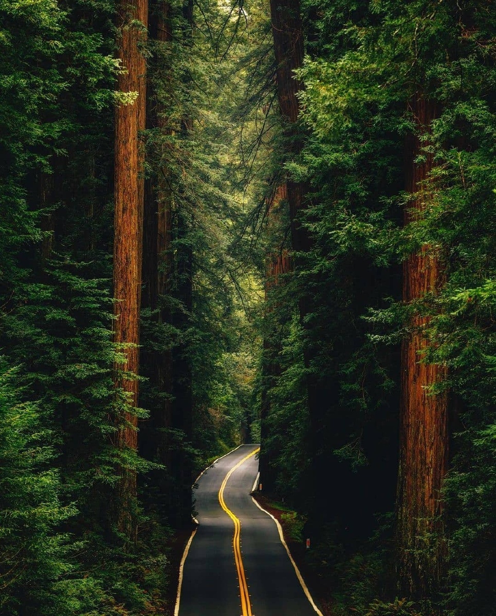 幽深的森林步道