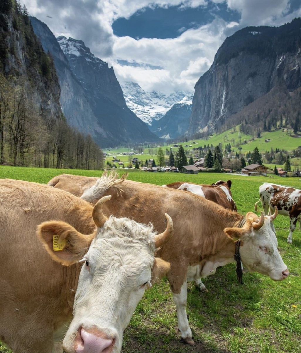 瑞士乡村草场的牛