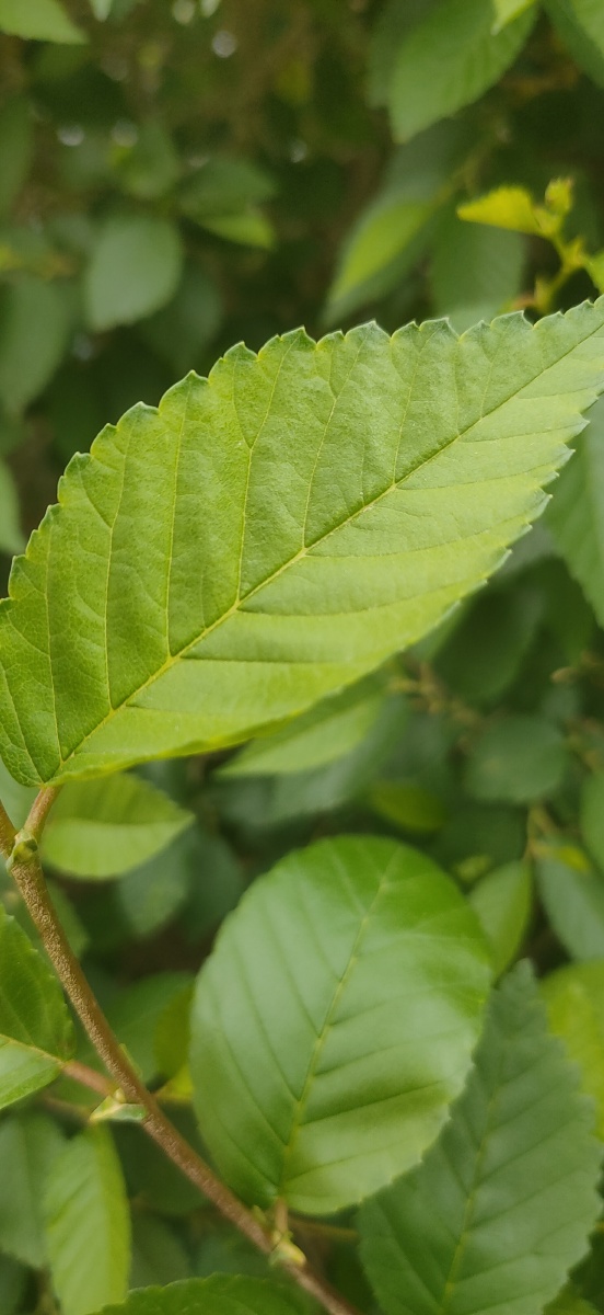 你若喜欢绿色那就走出来用心去感受大自然给我们带来的视觉盛宴
