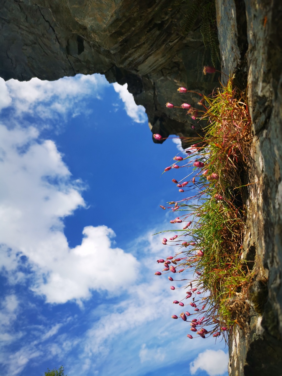 悬崖上的花啊