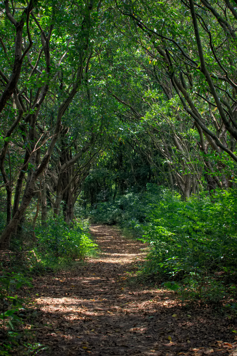 清凉绿荫广州大夫山森林公园2020726676767
