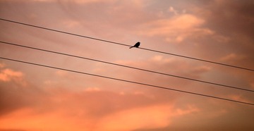 IMG_1834.jpg