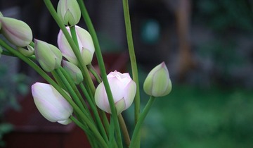 IMG_2925.jpg