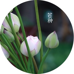 9芒种