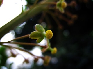 猪笼草1 (4).JPG