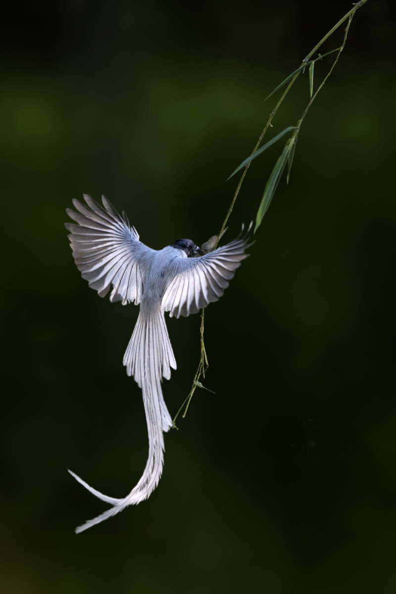 逆光里的白寿带