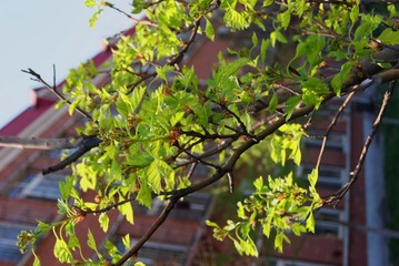DSC03067 169